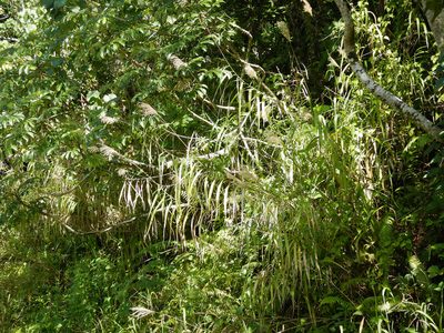 Miscanthus floridulus, photographed by Jon Sullivan
