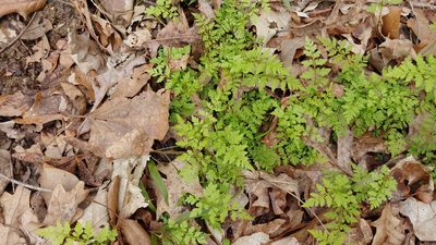 Cystopteris protrusa, photographed by Ryan Sorrells