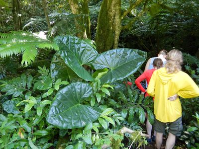 Alocasia macrorrhizos, photographed by Jon Sullivan