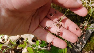 Luzula multiflora, photographed by Ryan Sorrells