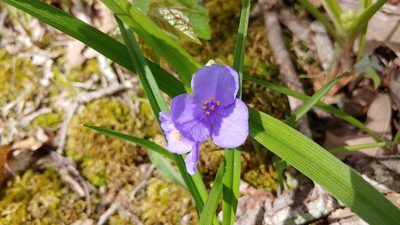 Tradescantia virginiana, photographed by Ryan Sorrells