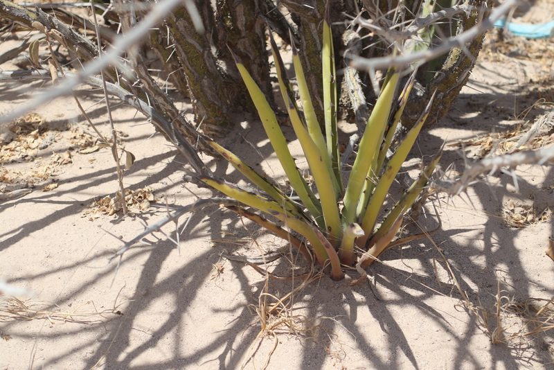 Agave datylio, photographed by Juan Cruzado Cortés