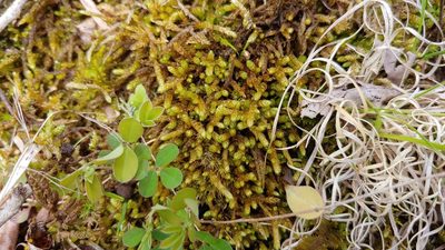 Bryoandersonia illecebra, photographed by Ryan Sorrells