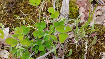Lespedeza procumbens, photographed by Ryan Sorrells