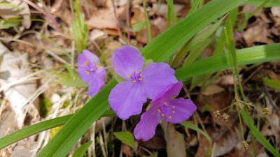 Tradescantia virginiana, photographed by Ryan Sorrells