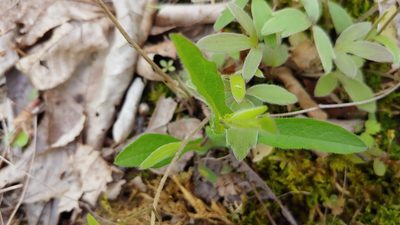 Symphyotrichum patens