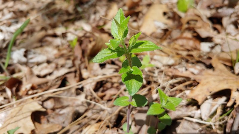 Cunila origanoides, photographed by Ryan Sorrells