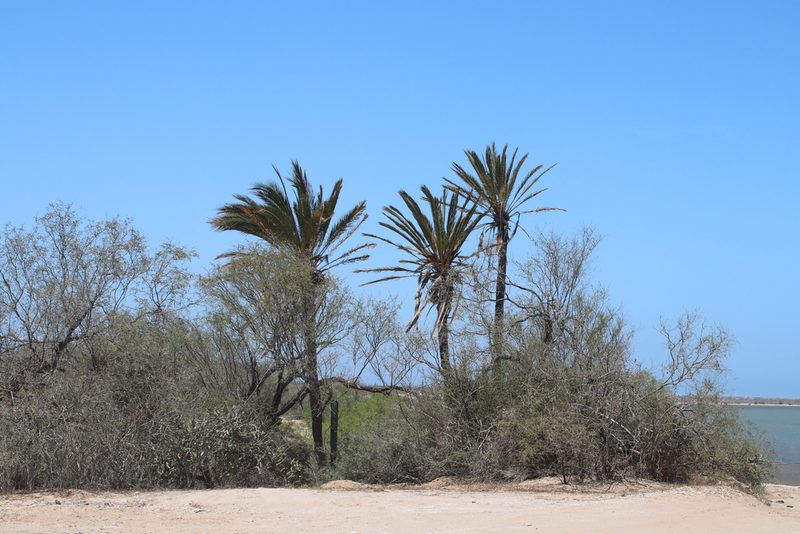 Phoenix dactylifera, photographed by Juan Cruzado Cortés
