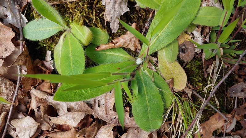 Hieracium gronovii, photographed by Ryan Sorrells