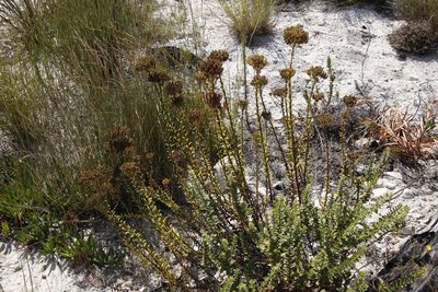 Pseudoselago serrata, photographed by Tony Rebelo