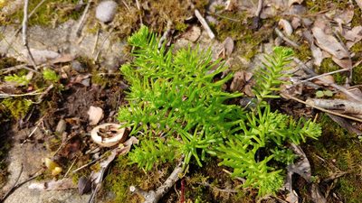 Sedum pulchellum, photographed by Ryan Sorrells