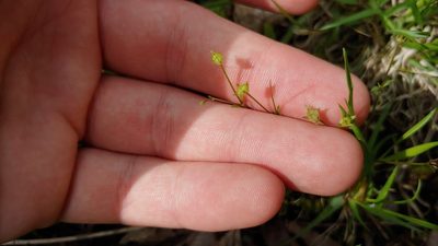 Houstonia pusilla