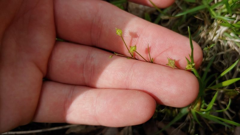 Houstonia pusilla, photographed by Ryan Sorrells