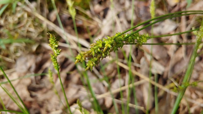 Carex retroflexa, photographed by Ryan Sorrells