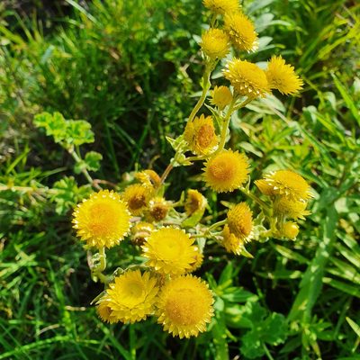 Helichrysum foetidum, photographed by Corli du Toit Smith