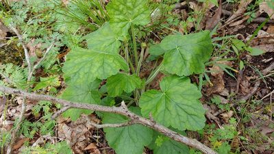 Heuchera americana, photographed by Ryan Sorrells