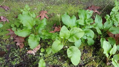 Primula frenchii, photographed by Ryan Sorrells