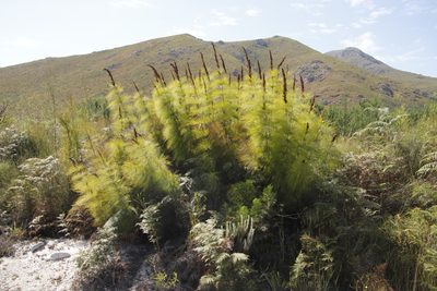 Elegia capensis, photographed by Tony Rebelo