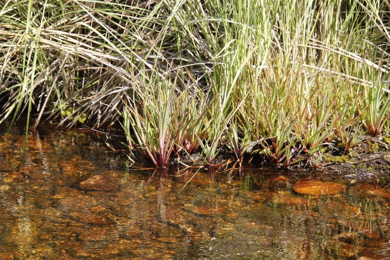 Juncus lomatophyllus, photographed by Tony Rebelo