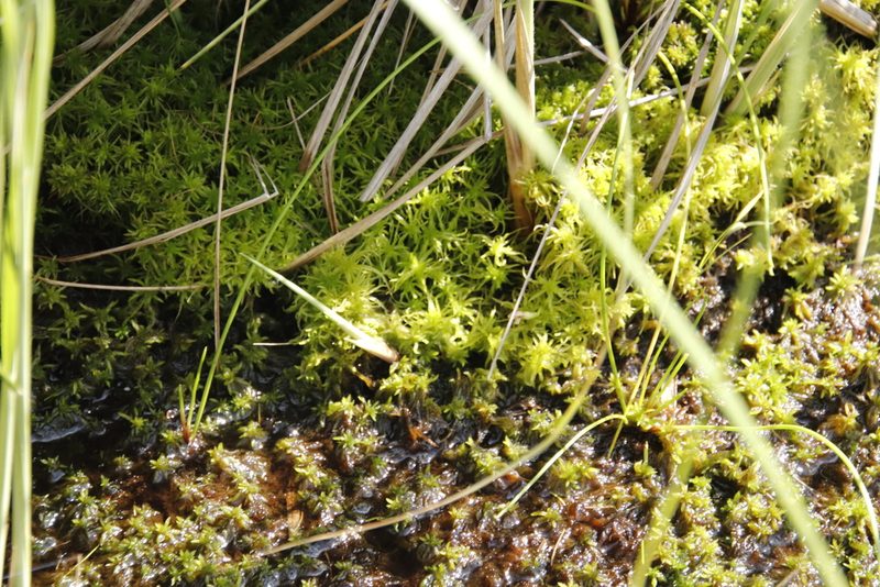 Sphagnum truncatum, photographed by Tony Rebelo