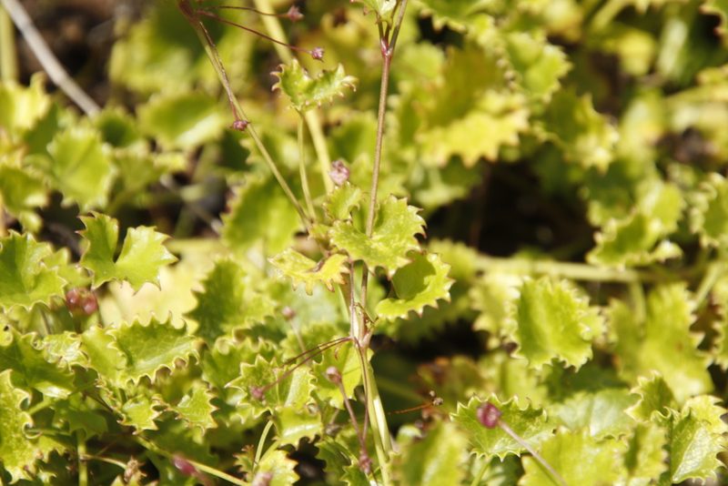 Centella callioda, photographed by Tony Rebelo