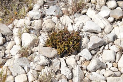 Crassula atropurpurea, photographed by Tony Rebelo