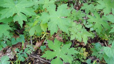 Hydrophyllum canadense, photographed by Ryan Sorrells