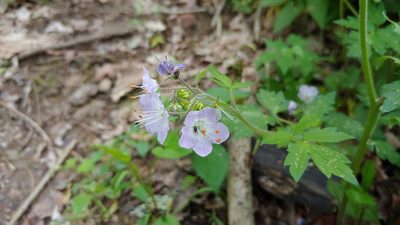 Phacelia bipinnatifida, photographed by Ryan Sorrells
