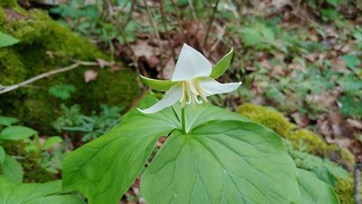 Trillium flexipes, photographed by Ryan Sorrells