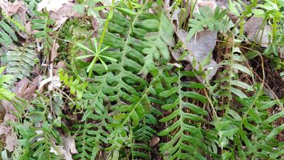 Polypodium virginianum, photographed by Ryan Sorrells