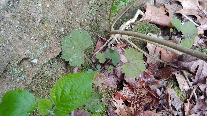 Heuchera missouriensis, photographed by Ryan Sorrells