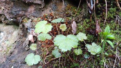 Heuchera missouriensis, photographed by Ryan Sorrells
