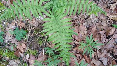 Deparia acrostichoides, photographed by Ryan Sorrells