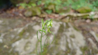 Borodinia laevigata, photographed by Ryan Sorrells
