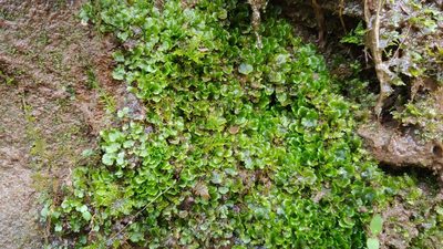 Pellia epiphylla, photographed by Ryan Sorrells