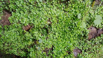 Pellia epiphylla, photographed by Ryan Sorrells