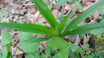 Tradescantia subaspera, photographed by Ryan Sorrells