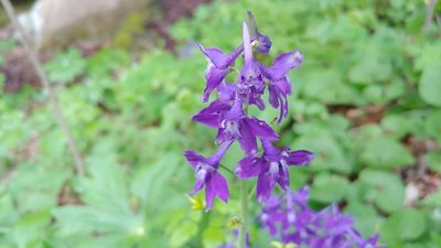 Delphinium tricorne, photographed by Ryan Sorrells