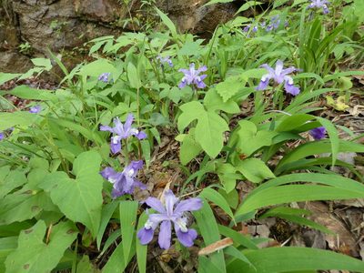 Iris cristata, photographed by Alaina Krakowiak