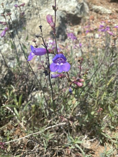 Penstemon azureus, photographed by Trevor Schalla