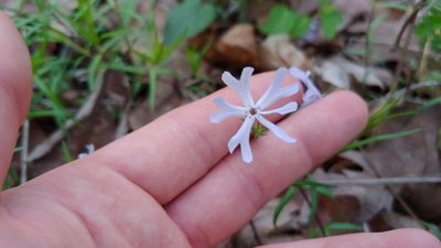 Phlox bifida, photographed by Ryan Sorrells