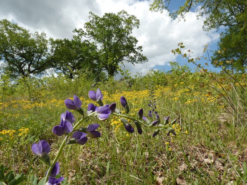 Baptisia aberrans, photographed by Alaina Krakowiak
