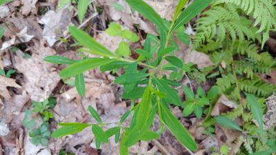 Hypericum prolificum, photographed by Ryan Sorrells