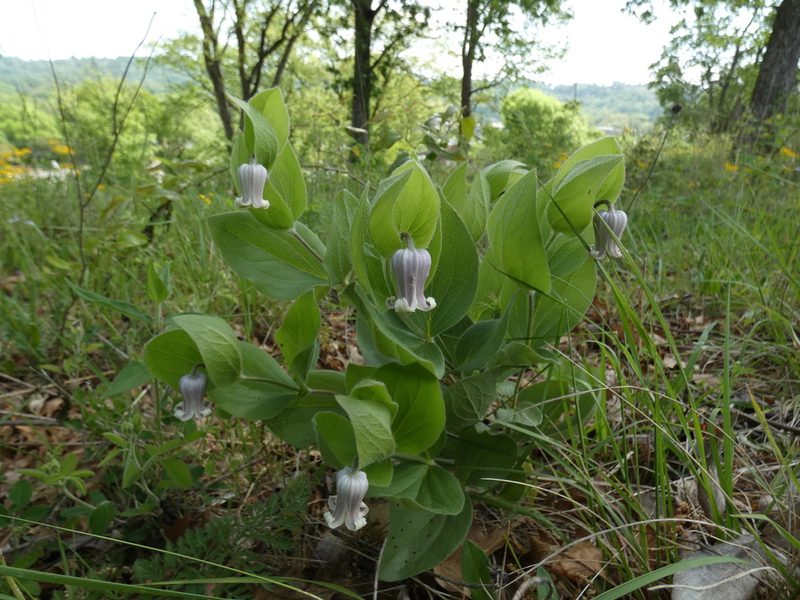 Clematis fremontii, photographed by Alaina Krakowiak
