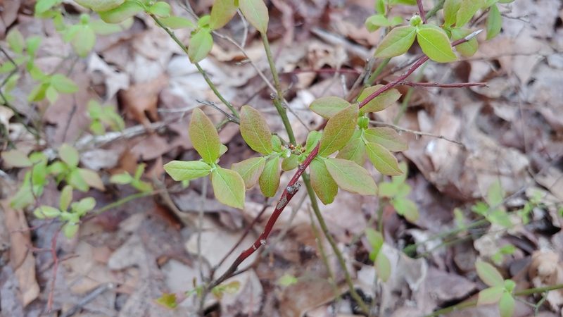 Vaccinium pallidum, photographed by Ryan Sorrells