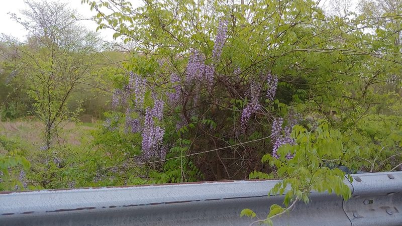 Wisteria sinensis, photographed by Ryan Sorrells