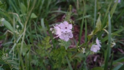 Phacelia purshii, photographed by Ryan Sorrells