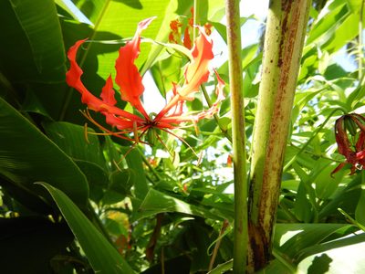Gloriosa superba, photographed by Jon Sullivan