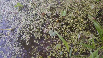 Hydrocharis spongia, photographed by Ryan Sorrells