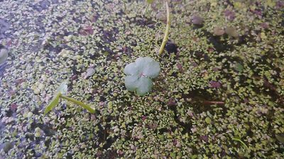 Hydrocotyle ranunculoides, photographed by Ryan Sorrells